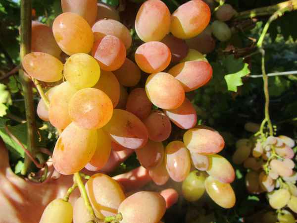 Виноград сенсация: описание сорта, фото, отзывы