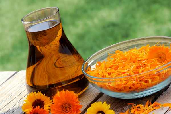 Календула: лечебные свойства и противопоказания, отзывы, фото, рецепты