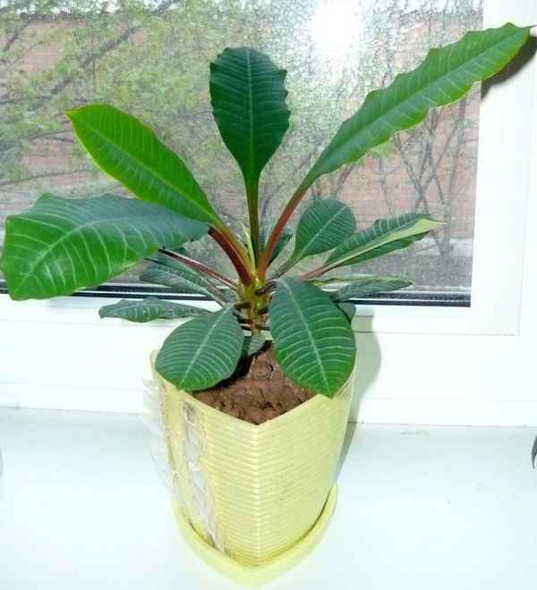 Молочай комнатный: виды, фото и названия