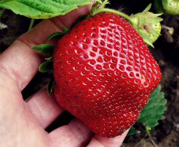 Земляника зефир: описание сорта, фото, отзывы