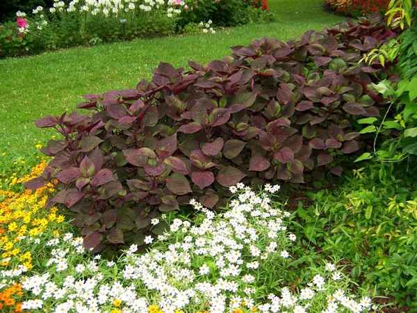 Перилла кустарниковая посадка и уход, фото, сочетание в ландшафтном дизайне, размножение и выращивание сорта в открытом грунте