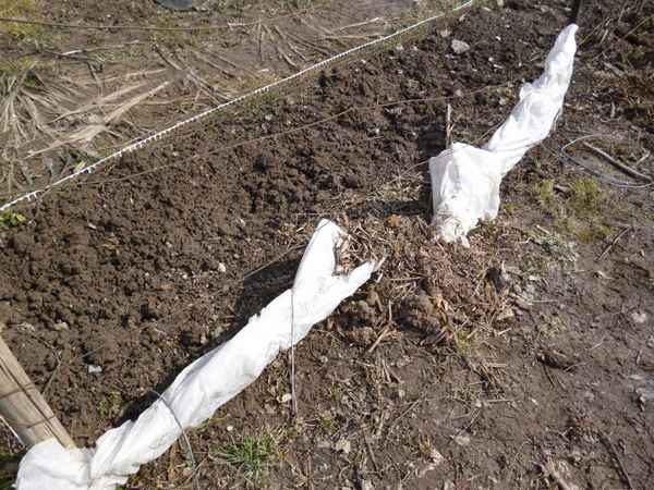 Как укрыть виноград на зиму: укрытие в средней полосе России, в Поволжье и северней + видео