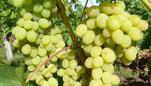 Виноград августин: описание сорта, фото, отзывы, видео