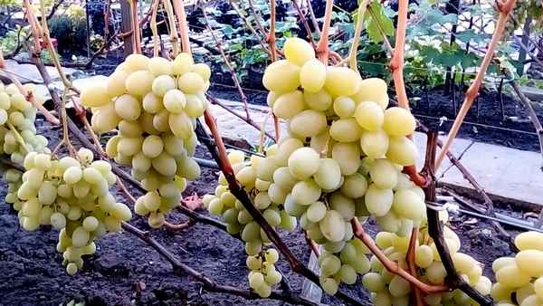 Виноград ландыш: описание сорта, фото, отзывы, видео