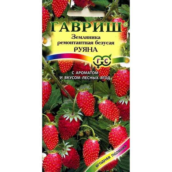 Земляника руяна: описание сорта, фото, отзывы