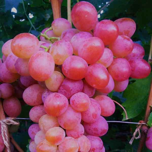 Виноград анюта описание сорта фото отзывы видео