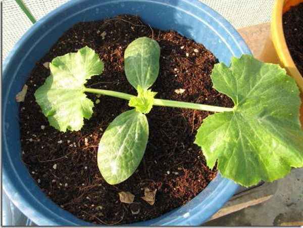 Как правильно отличить рассаду тыквы от кабачка