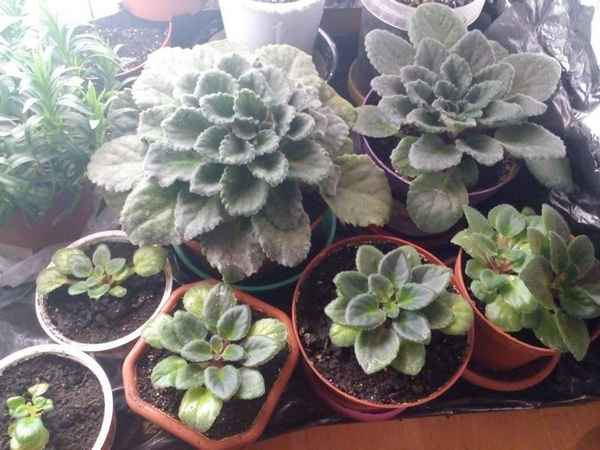 Почему не цветет фиалка и что делать