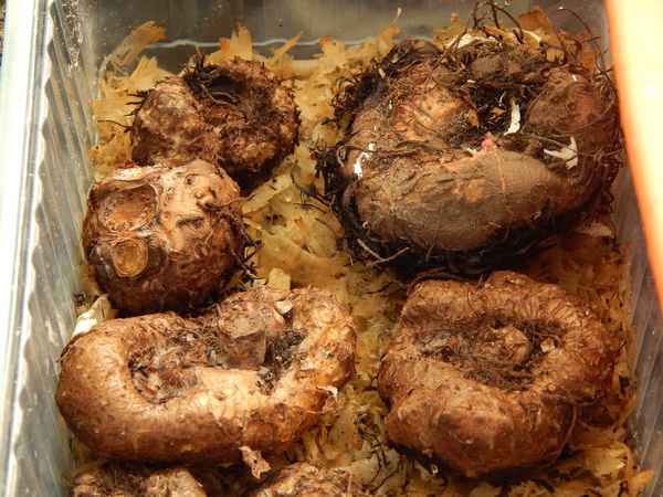 Бегония клубневая: хранение зимой