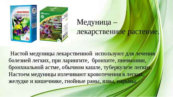 Медуница лекарственная - применение в народной медицине, полезные свойства и противопоказания + фото где растет