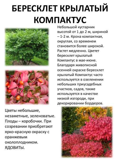 Описание бересклета крылатый + фото сорта и его хаpaктеристики