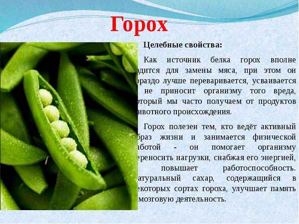 Польза и вред гороха для организма человека + фото