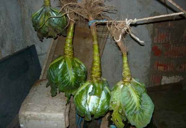 Как хранить капусту в погребе зимой и в домашних условиях в квартире + фотоКак хранить капусту в погребе зимой и в домашних условиях в квартире + фото