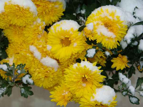 Уход за хризантемами осенью и подготовка к зиме + видео