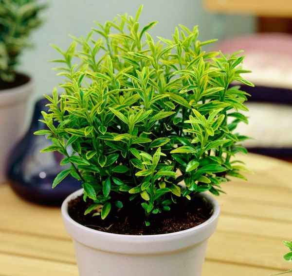 Бересклет японский: фото, посадка и уход в домашних условиях