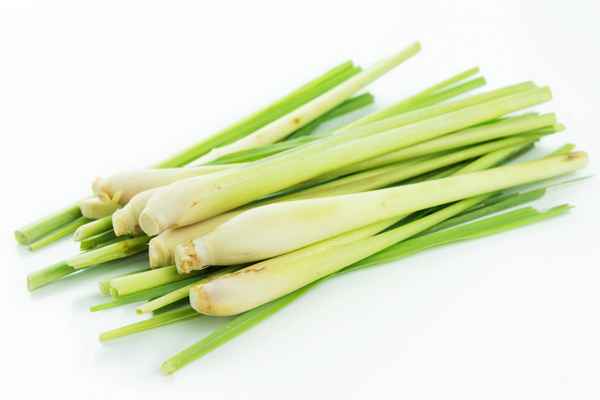 Лимонная трава полезные свойства и противопоказания, фото