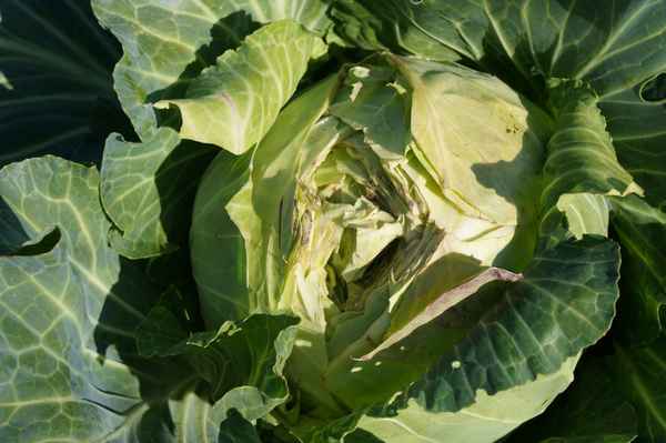 Почему капуста трескается на корню и внутри растет новый кочан и что делать