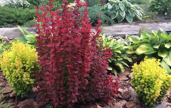 Барбарис оранж рокет: описание и фото сорта, применение в ландшафтном дизайне