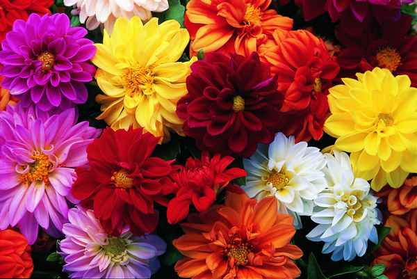 Сорта ге opгин однолетних с фото и названиями