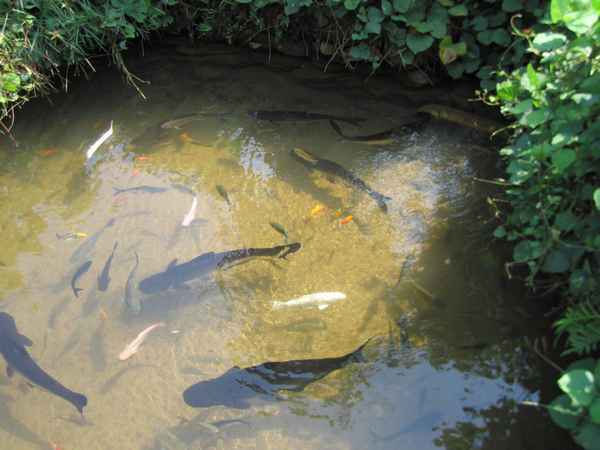 Какую рыбу лучше разводить в маленьком пруду на даче + фото и видео