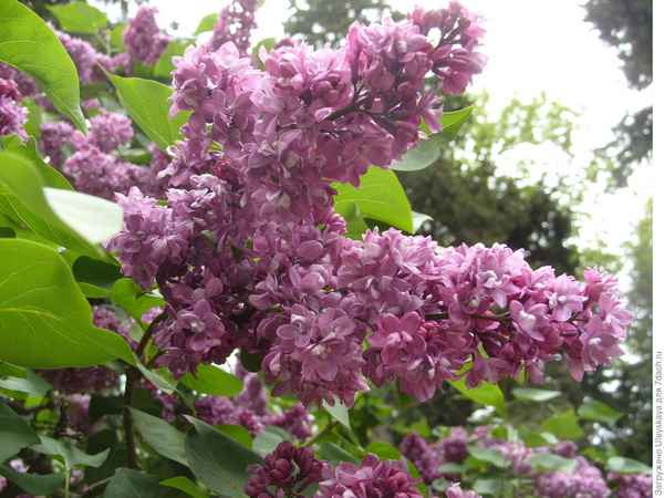 Сорт сирени амурская: описание, фото, отзывы и хаpaктеристики сорта, условия выращивания