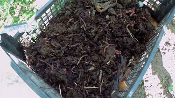 Как разводить червей для рыбалки в огороде + фото и видео