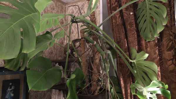 Цветок монстера: фото, уход в домашних условиях, болезни и обрезка