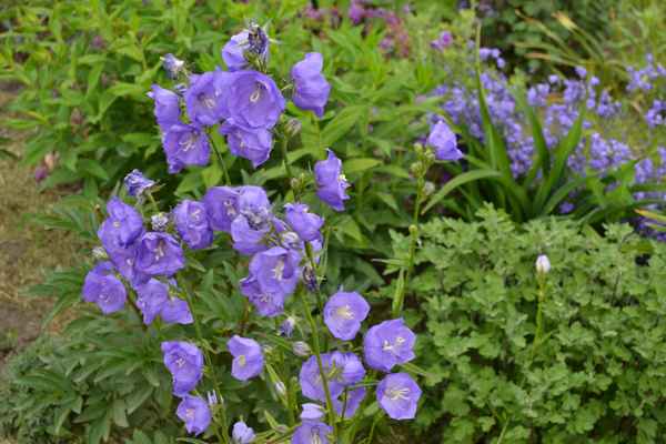 Фото колокольчика персиколистного и описание растения, посадка и уход в открытом грунте