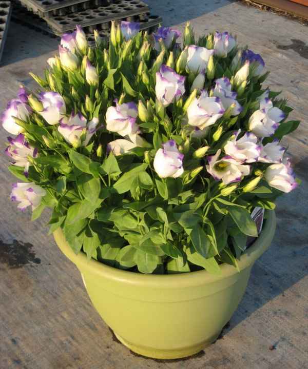 Выращивание лизиантуса и уход за ним в домашних условиях + фото