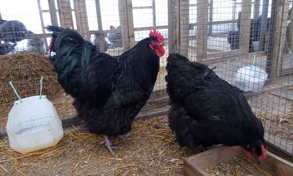 Порода кур джерсийский гигант: описание, фото, отзывы