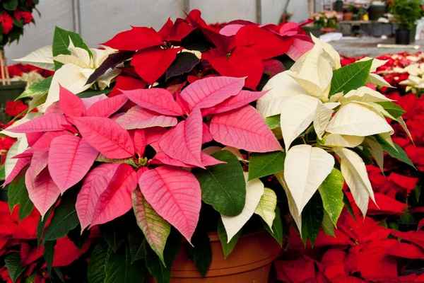 Рождественский цветок с красными листьями: фото и название, уход, размножение