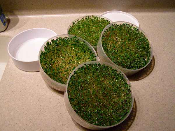 Делаем проращиватель семян своими руками: фото + видео