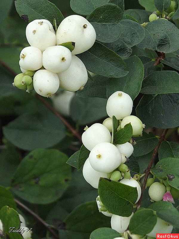 Снежноягодник белый: фото и описание, ядовитый или нет, лечебные свойства