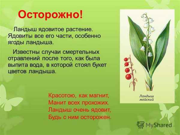 Ландыш майский ядовитое растение или нет?