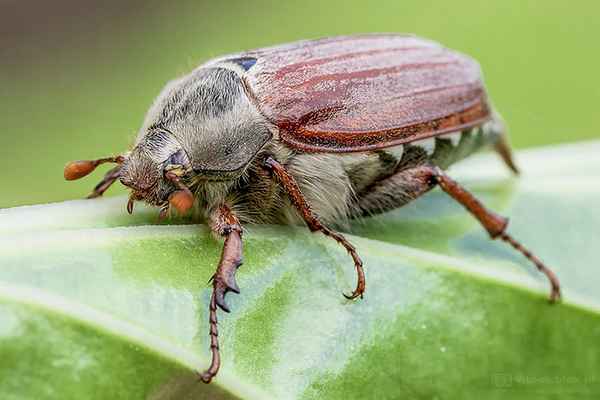 Борьба с личинкой майского жука народными средствами и бытовой химией + видео