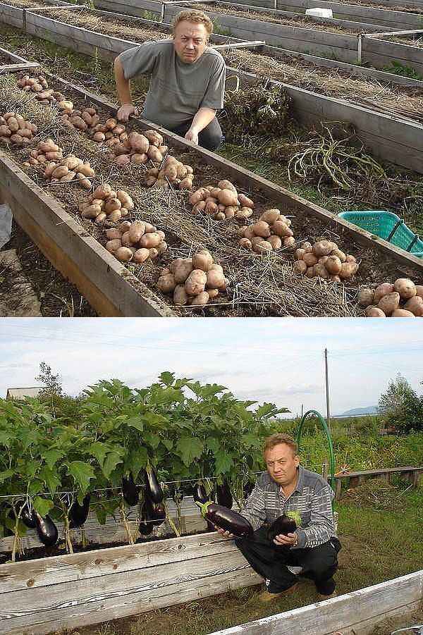 Теплые грядки и удивительный огород Игоря Лядова: отзывы с фото и видео