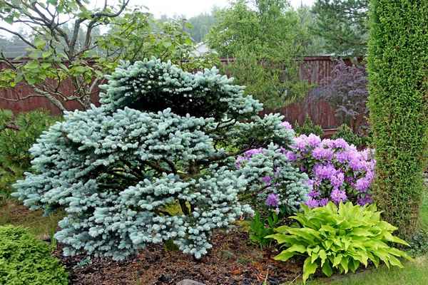 Ель глаука глобоза: описание сорта место в ландшафтном дизайне + фото