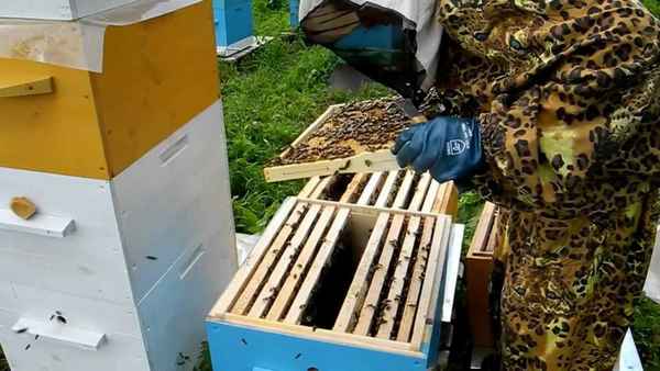 Пчеловодство для начинающих - видео и советы с чего начать