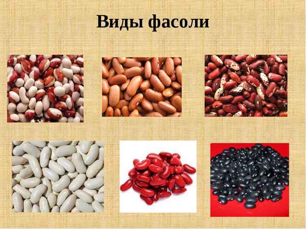 Разновидности популярной культуры под названием фасоль: описание, фото