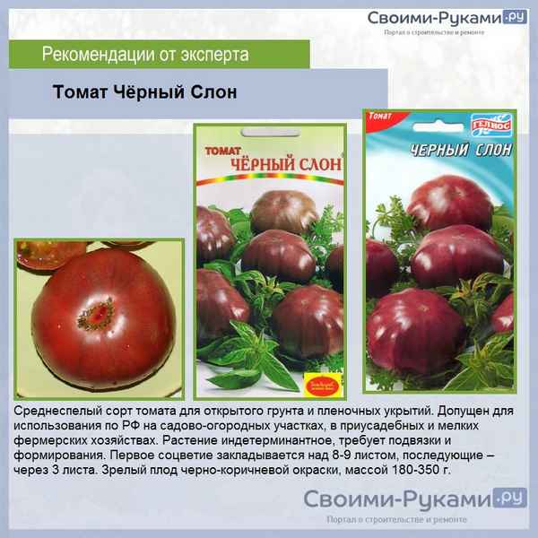 Томат черный слон хаpaктеристика и описание сорта + фото