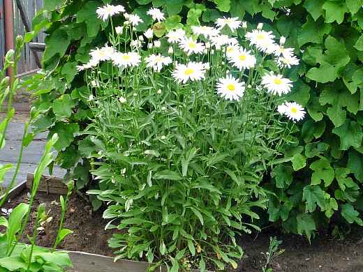 Нивяник: посадка и уход в открытом грунте, фото цветка и советы, когда лучше сеять семена