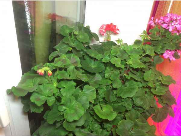 Почему не цветет герань, а растут только листья и что делать в домашних условиях + фото