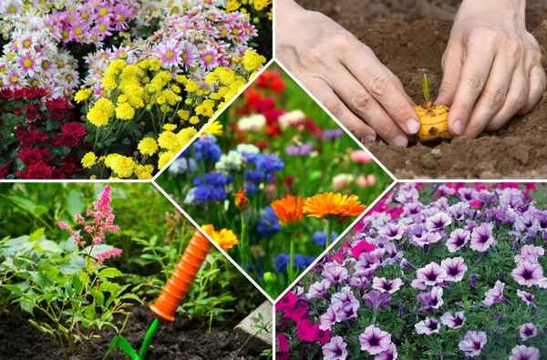 Какие цветы можно сажать в июне в открытый грунт семенами + фото