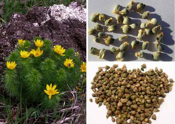 Адонис весенний - фото, выращивание из семян и уход в домашних условиях