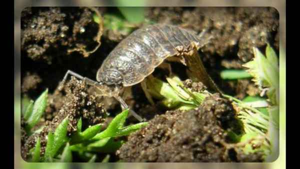 Как бороться с мокрицами в теплице + фото и видео