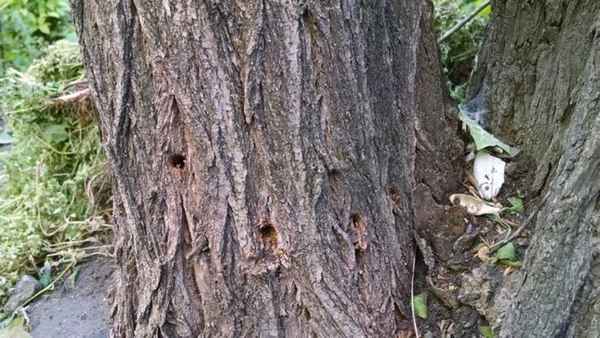 Как незаметно уничтожить дерево или засушить на корню + видео