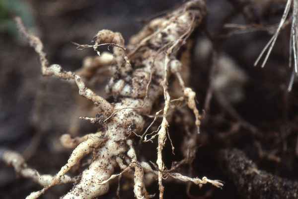 Что такое нематоды земли и как с ними бороться (эффективные препараты и народные методы) + фото