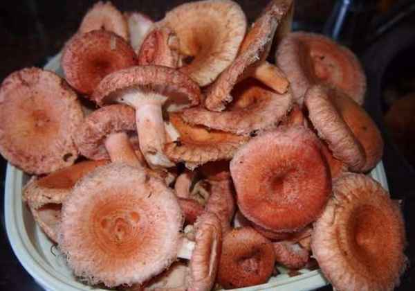 Гриб волнушка: фото и описание, рецепты приготовления (как солить и заготавливать на зиму)