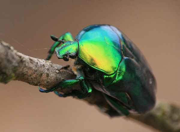 Бронзовка золотистая - фото и описание вредителя, методы борьбы