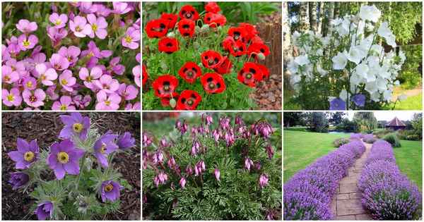 Какие однолетние цветы можно сеять под зиму + фото